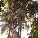 1801-Jungle Lichen
