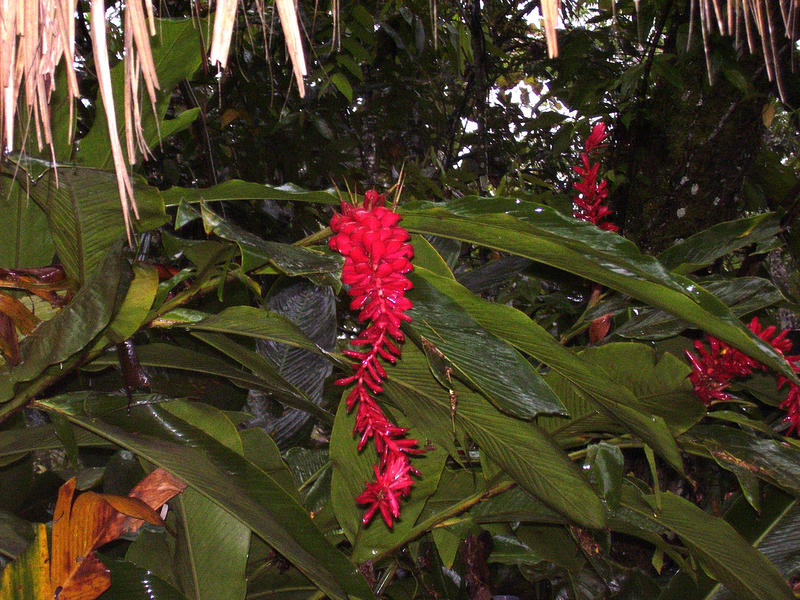 red tropical bloom in the central american rainforest