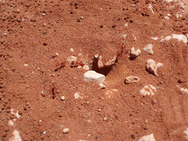 red ants burrowing into the sandy soil in australias 'red centre'