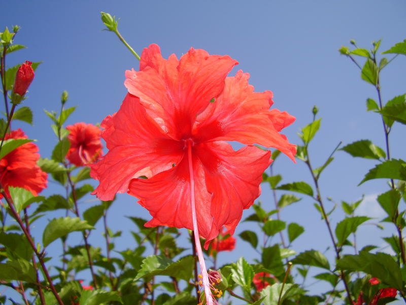 a bright red hibiscus in flower  