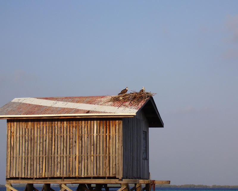 birds making a nest on top of a boat shed