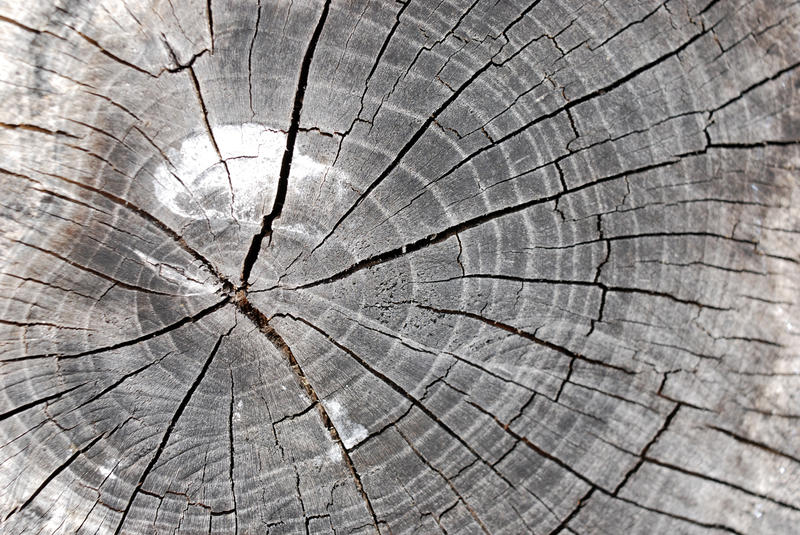 <p>Texture of old weathered tree stump. A high resolution version of this file is available <a href="http://alexhd57.clustershot.com/photo763449">here</a>.</p>Tree stump background texture