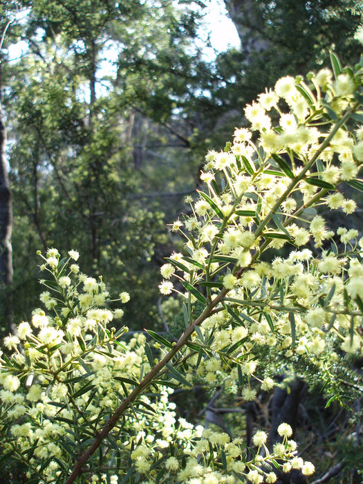 bright yellow flowers of the wattle (acacia) tree, the 'gold' from green and gold