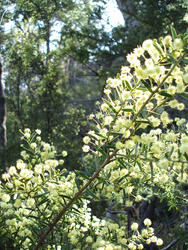 1933-wattle woodland