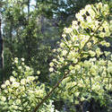 1933-wattle woodland