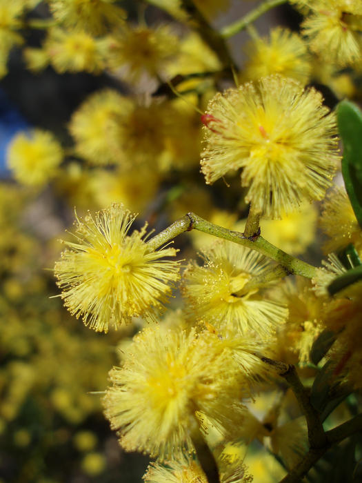bright yellow flowers of the wattle (acacia) tree, the 'gold' from green and gold