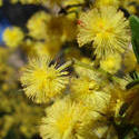 1936-yellow wattle flowers