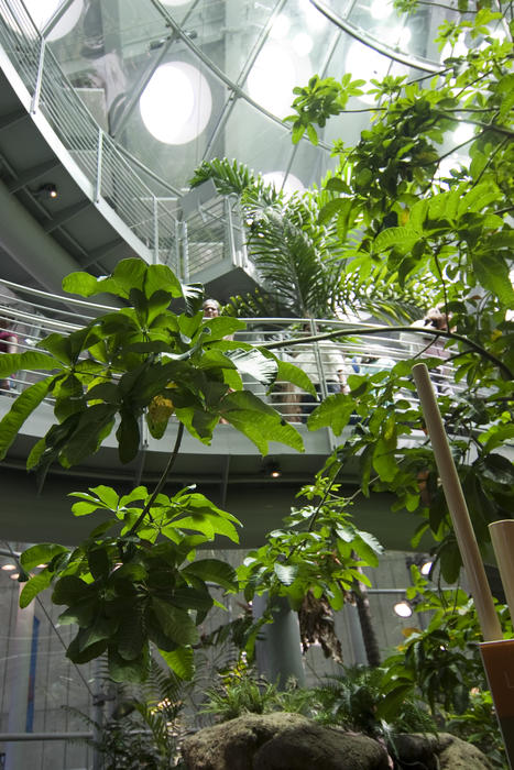 inside the rainforest bio spehere at the California Academy of sciences, golden gate park, san francisco