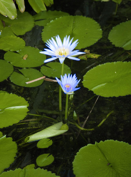 an electric blue coloured Water Lily