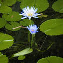 2208-Blue Water Lily