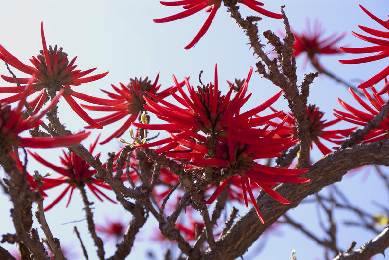 beautiful flame red flowers of the Erythrina contrasted against a blue sky