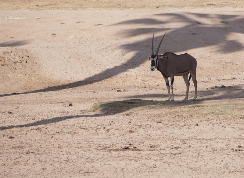 a Gazelle standing in the shade