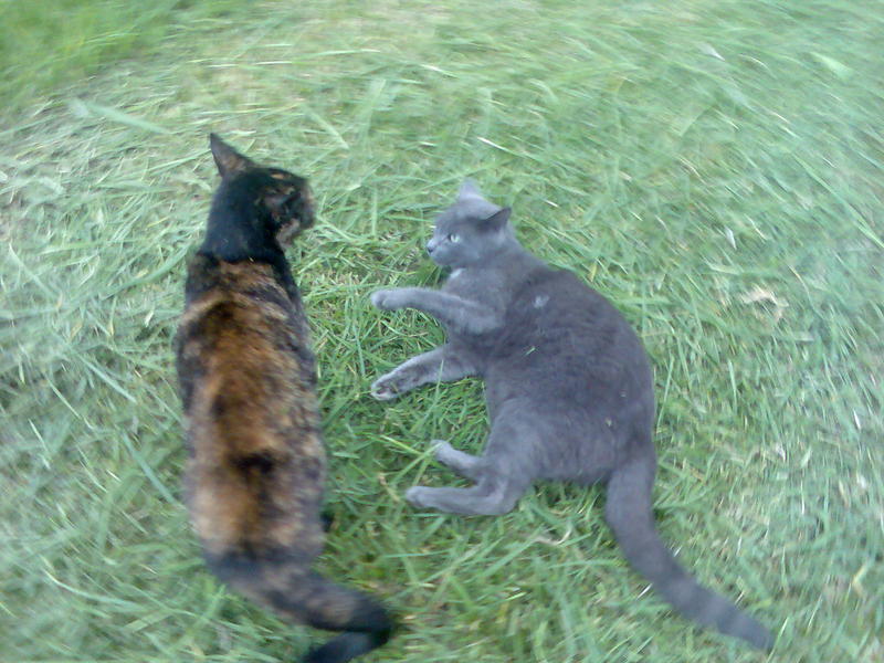 <p>Cat Fight</p>