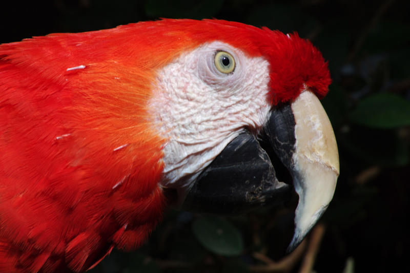 bright red head, the feathers of a scarlet macaw