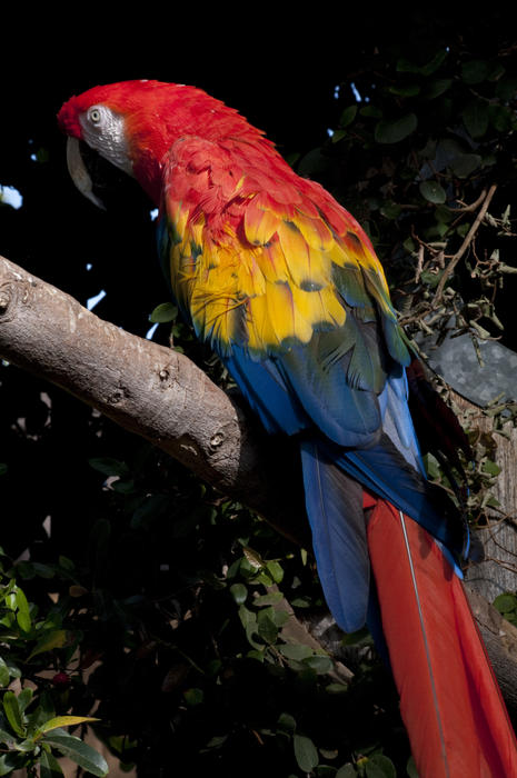 the beautiful rainbow plumage of the scarlet macaw