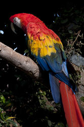 2188-Scarlet Macaw, Ara macao
