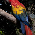 2188-Scarlet Macaw, Ara macao