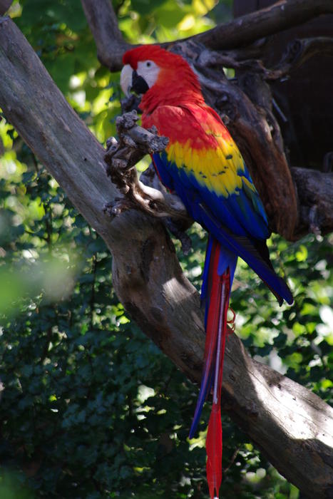 the vivid rainbow plumage of a scarlet macaw perched in a branch