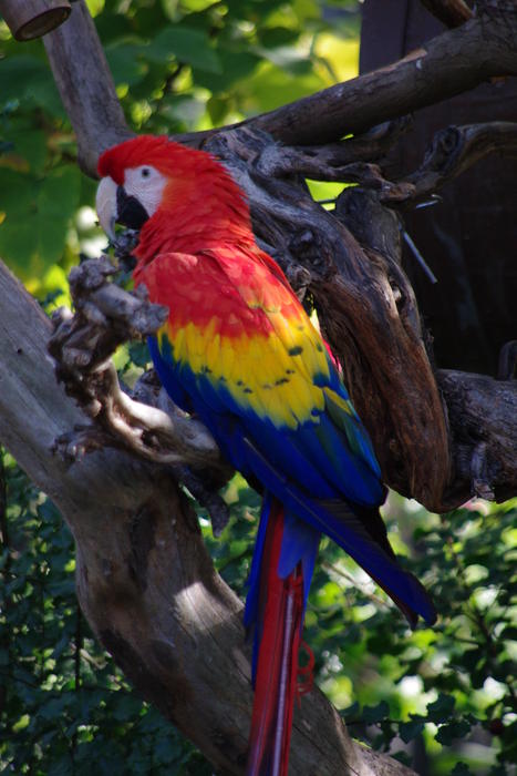 the beautiful rainbow plumage of a scarlet macaw