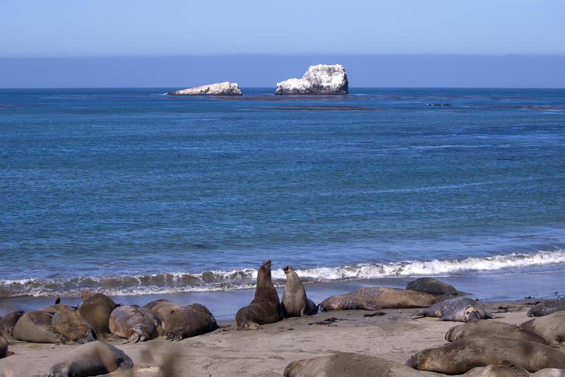 a beach full of seals on the pacific coast, two seals performing a mating ritual