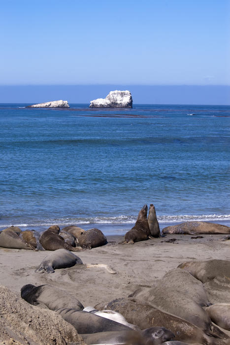 a beach full of seals on the pacific coast