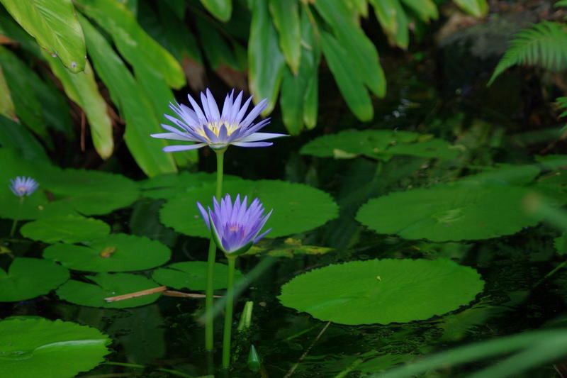 an electric blue Solitaire Water Lily