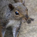 2882-Cute Squirrel