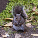 2883-Squirrel