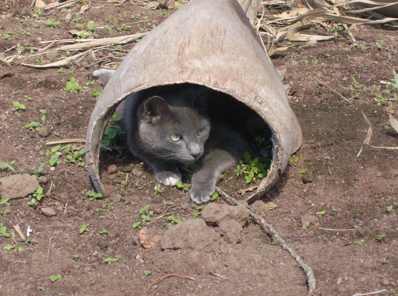 <p>This is A pic of my cat tao playing in the garden</p>