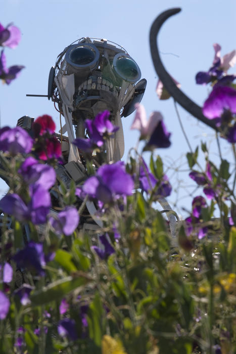 editorial use only: a robot made from reused materials such as computers and washing machines with flowers in the foreground