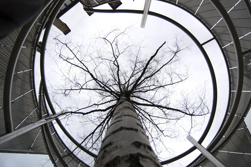 close on a tree growing in the middle of a modern building