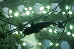 2884-Under the fish tank