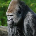 2211-angry gorilla