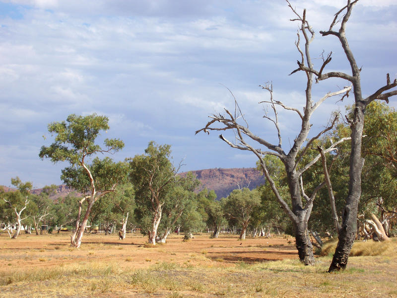 australian arid zone bushland near alice strings