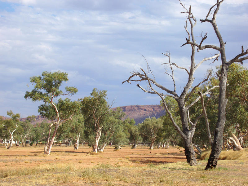 2902-aussie bush