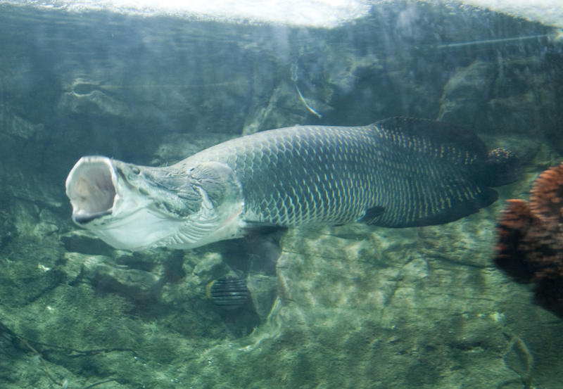 a underwater image of a fish with a big gaping mouth