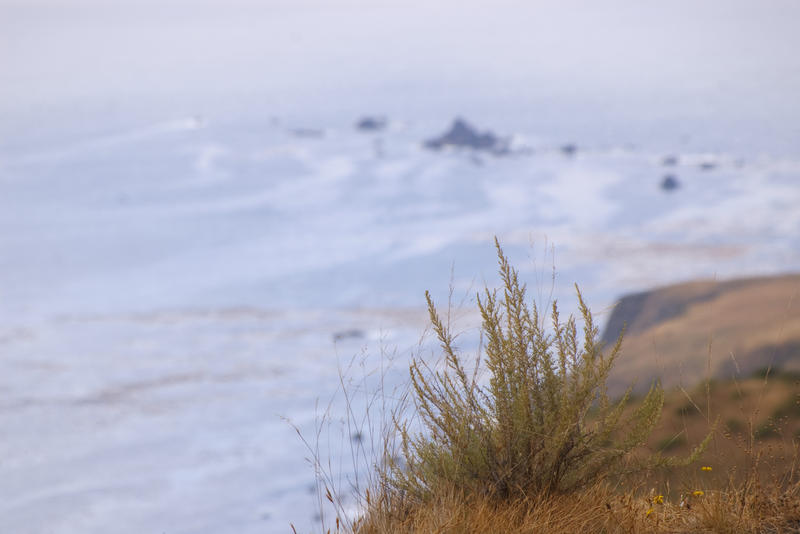 big sur coast abstract, plants on the cliff top with rocks far below