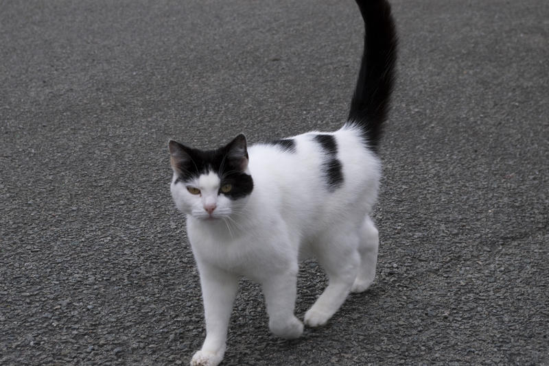 an inquisitive looking black and white cat