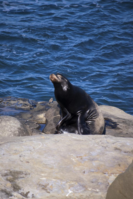 a black seal sat on a rock with the ocean behind