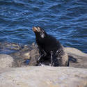 2646-black seal