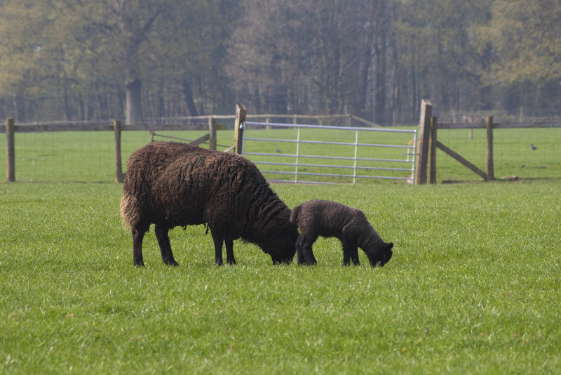 baa baa black sheep, two black sheep in a field, a mother and lamb