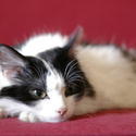 2850-black and white cat