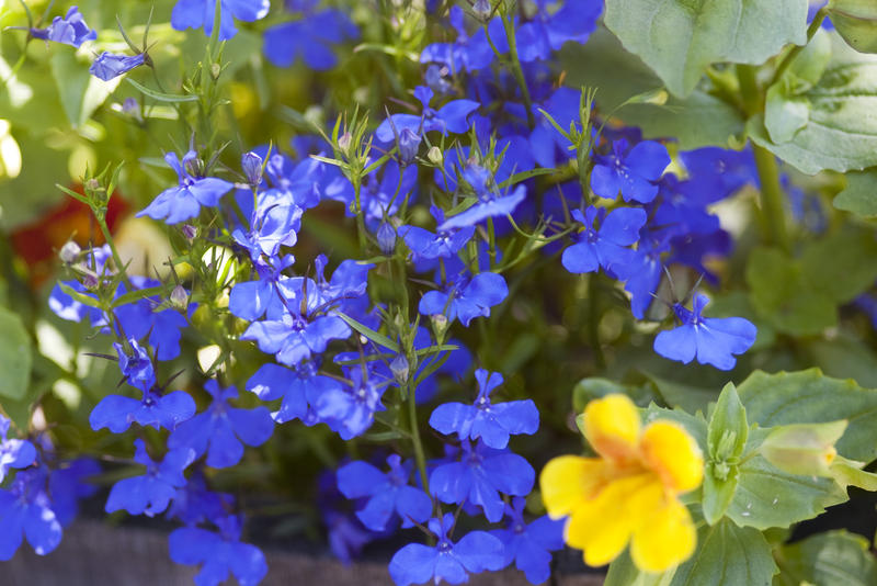 colourful blue flowers in a cottage garden flower bed