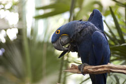 2192-blue macaw