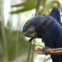 2192-blue macaw