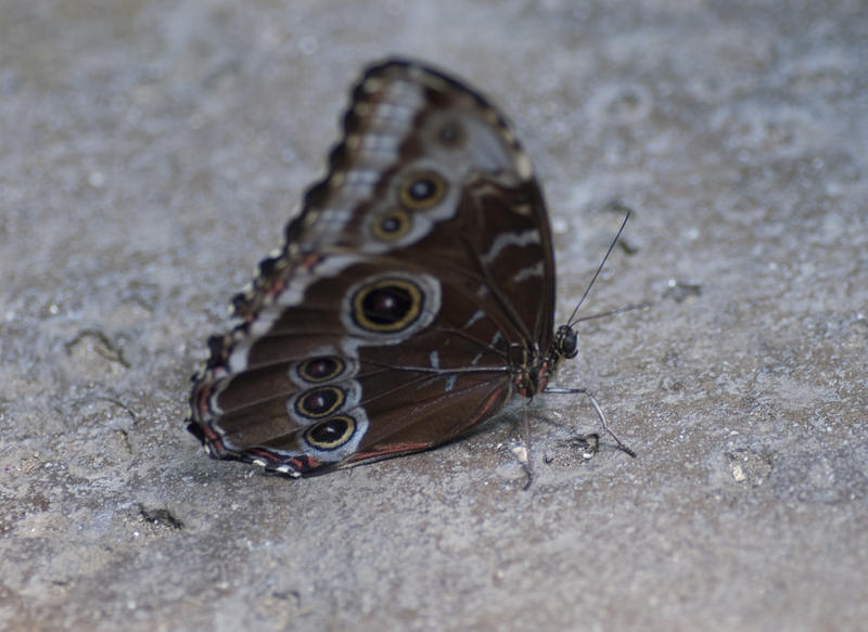 macro image of a buckeye butterfly Junonia coenia