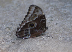 2212-buckeye butterfly
