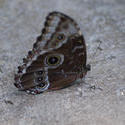 2212-buckeye butterfly