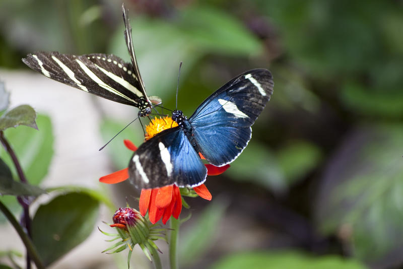 two butterflies feeding on an orange and yellow coloured flower head