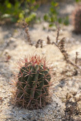 2744-cactus garden